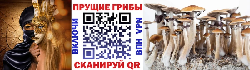 купить наркотик  Чегем  Псилоцибиновые грибы мицелий 